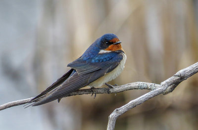 Hirondelle rustique - Barn swallow - Hirundo rustica - Hirundinids