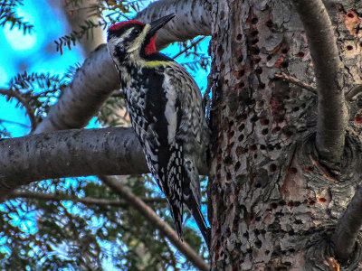 Pic macul - Yellow-bellied sapsucker - Sphyrapicus varius - Picids