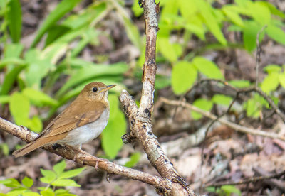 Grive fauve - Veery - Catharus fuscescens - Turdids