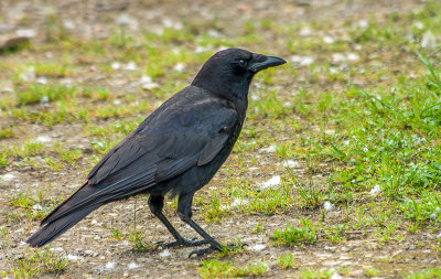 Corneille d'Amrique - American crow - Corvus brachyrhynchos - Corvids