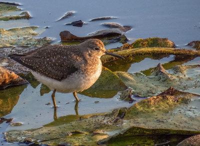 Chevalier solitaire - Solitary sandpiper - Tringa solitaria - Scolopacids