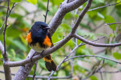 Paruline flamboyante - American redstart - Setophaga ruticilla - Parulids