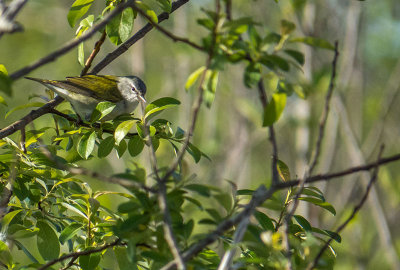 Paruline obscure - Tennessee warbler - Leiothlypis peregrina - Parulids