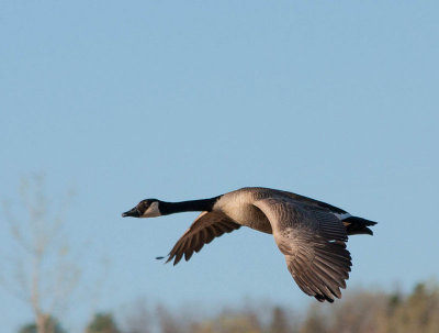 Bernache du Canada - Canada goose - Branta canadensis - Anatids 