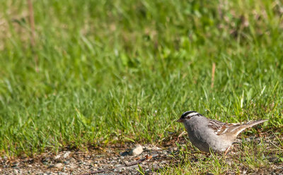 Bruant  couronne blanche - White-crowned sparrow - Zonotrichia leucophrys - Embrizids