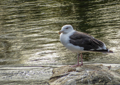 Goland marin - Great black-backed gull - Larus marinus - Larids