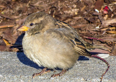 Moineau domestique - House sparrow - Passer domesticus - Passrids