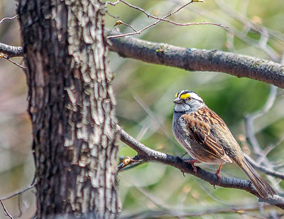 Bruant  gorge blanche - White-throated sparrow - Zonotrichia albicollis - Embrizids