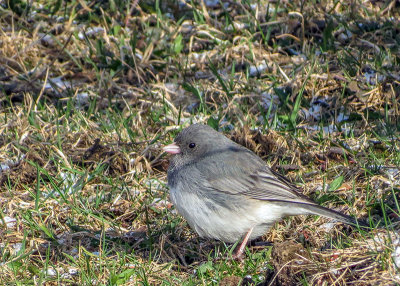 Junco ardois - Dark-eyed junco - Junco hyemalis - Embrizids