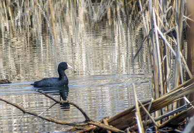 Foulque d'Amrique - American Coot - Fulica americana - Rallids