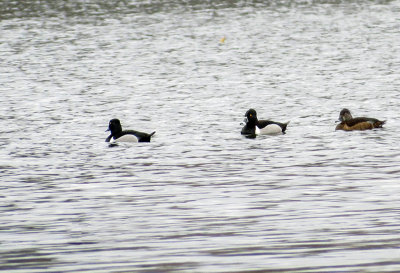 Fuligule  collier - Ring-necked duck - Aythya collaris - Anatids 