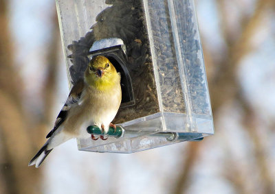 Chardonneret jaune - American Goldfinch - Spinus tristis - Fringillids