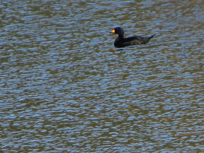 Macreuse  bec jaune - Black scoter - Melanitta americana - Anatids 