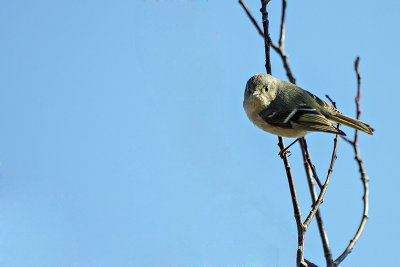 Roitelet  couronne rubis - Ruby-crowned kinglet - Regulus calendula - Rgulids