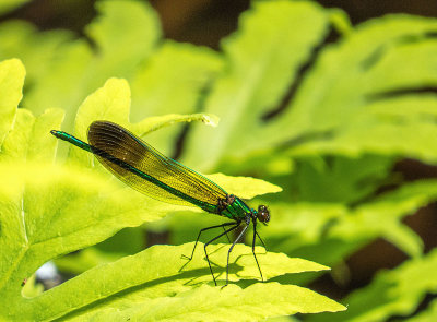Caloptéryx à taches apicales - River jewelwing - Calopteryx æquabilis