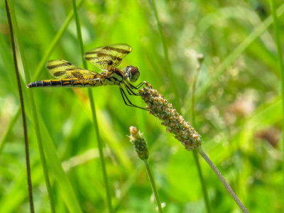 Célithème géante - Halloween pennant - Celithemis eponina