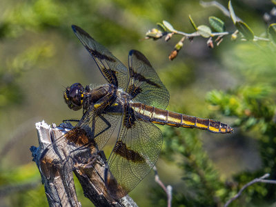 La Gracieuse - Twelve-spotted skimmer - Libellula pulchella