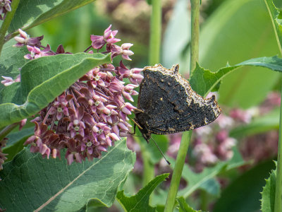 Morio - Mourning Cloak - Nymphalis antiopa - Nymphalids - (4432) 