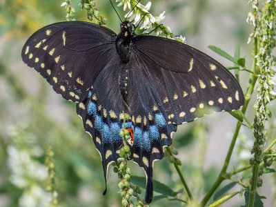Papillon du cleri - Black swallowtail - Papilio polyxenes asterius - Papilionids (4159 a)