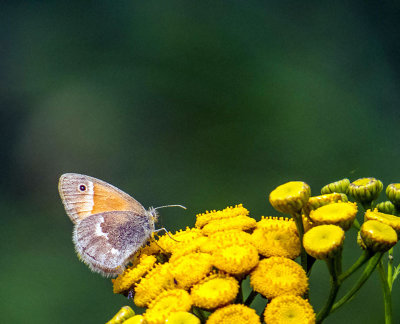 Satyre fauve - Inornate Ringlet - Coenonympha tullia inornata - Nymphalidés - (4583 a)