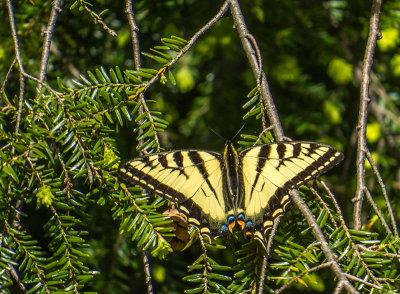Papillon tigr du Canada - Canadian tiger swallowtail - Papilio canadensis - Papilionids (4176.1) 