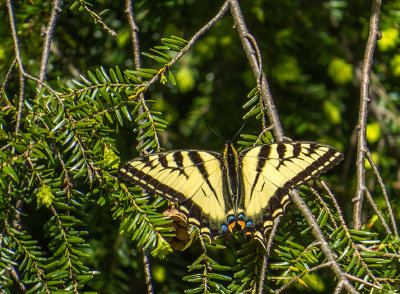 Papillon tigré du Canada - Canadian tiger swallowtail - Papilio canadensis - Papilionidés (4176.1)