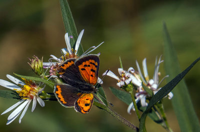 Cuivré d'Amérique - American Copper - Lycaena phlaeas americana - Lycénidés - (4251a)