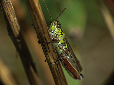 Mélanople à pattes rouges - Red-legged Grasshopper - Melanoplus femurrubrum