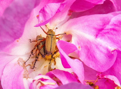 Scarabée du rosier - Rose Chafer - Macrodactylus subspinosus