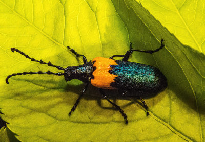 Desmocère à manteau - Elderberry Borer - Desmocerus palliatus - Cérambycidés