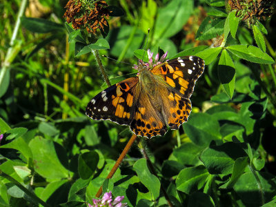 Belle dame - Painted lady - Vanessa cardui - Nymphalidés - (4435)