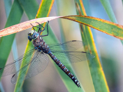 Aschne domino - Variable darner - Æshna interrupta