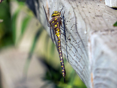 Aschne domino - Variable darner - Æshna interrupta