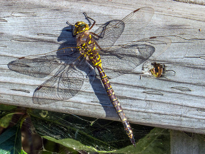Aschne domino - Variable darner - Æshna interrupta