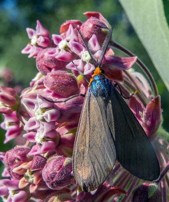 Ctnuche de Virginie - Virginia ctenucha - Ctenucha virginica - Erebids - (8262)