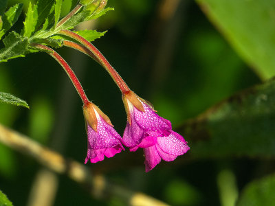 pilobe glanduleux - Glandular willow-herb - Epilobium glandulosum - Onagraces