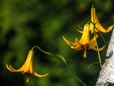 Lis du Canada - Yellow Canada Lily - Lilium canadense - Liliaces
