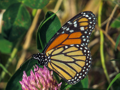 Monarque - Monarch - Danaus plexippus - Nymphalidés - (4614)