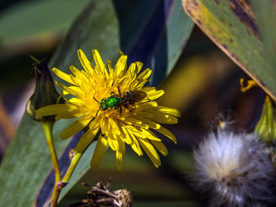 L'agapostemon ou abeille halicte