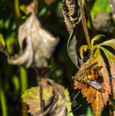 Mouche Tachinaire - Tachinid Fly