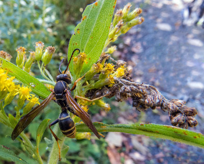 Guêpe poliste - Northern Paper Wasp - Polistes fuscatus