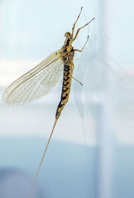 Mouche de mai