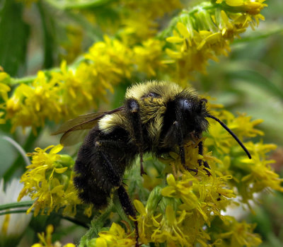 Bourdon - Bumblebee - Bombus