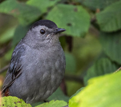 Moqueur chat - Gray catbird - Dumetella carolinensis - Mimids