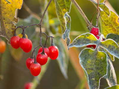 Morelle douce-amre - Bittersweet nightshade - Solanum dulcamara - Solanaces