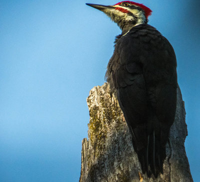 Grand Pic - Pileated woodpecker - Hylatomus pileatus - Picids