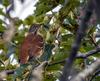 Moqueur roux - Brown thrasher - Toxostoma rufum - Mimids