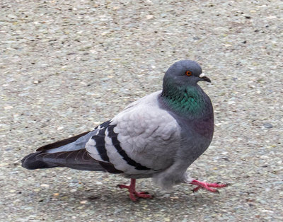 Pigeon biset - Rock dove - Columba livia - Columbids