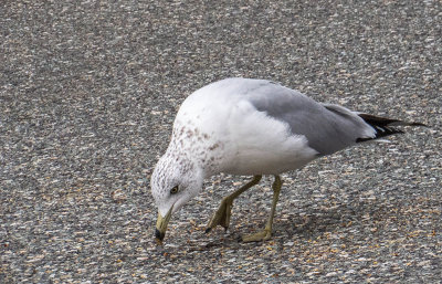 Goland  bec cercl - Ring-billed gull - Larus delawarensis - Larids