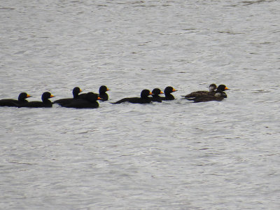 Macreuse  bec jaune - Black scoter - Melanitta americana - Anatids 